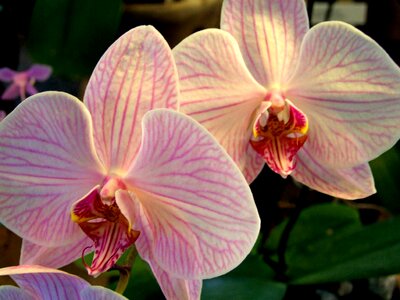 Orchidea decorative beauty photo