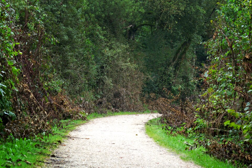 Forest trees nature