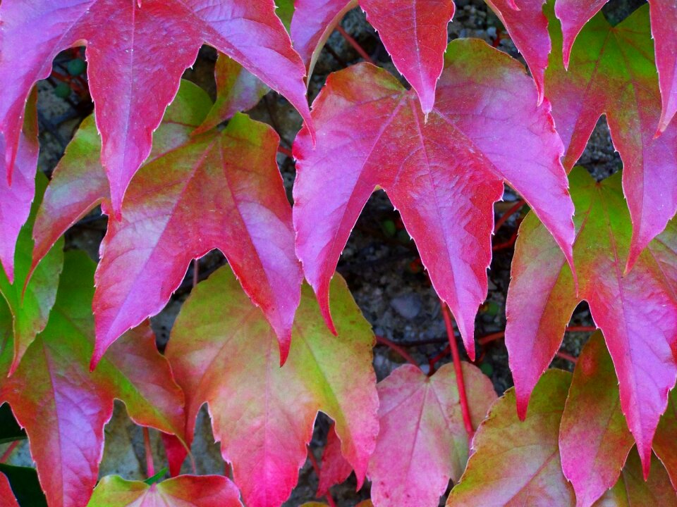 Wild grapes autumn colors climbing plants