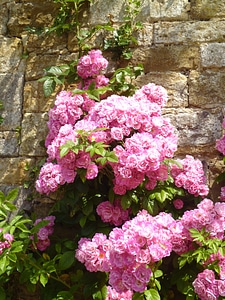 Rockingham floral plants