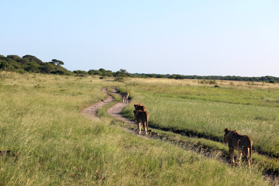 Tribe dirt road felidae photo