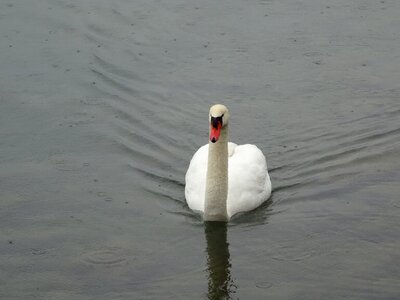 Water lake plumage