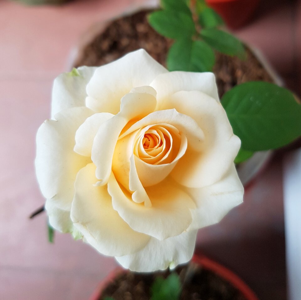 Nature petal floral