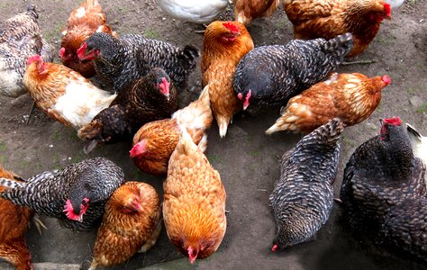 Chicken coop feed time birds photo