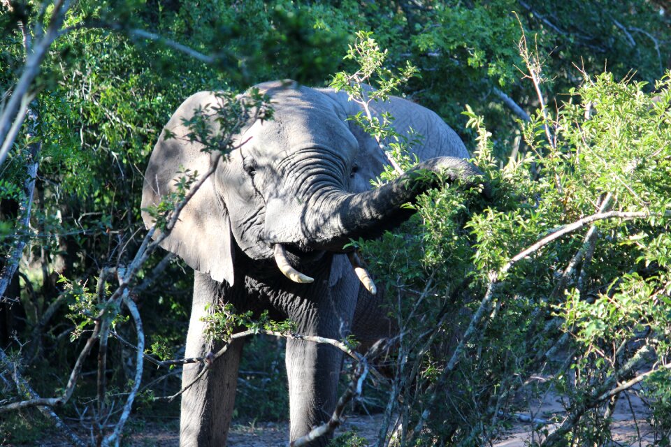 Africa wildlife animal