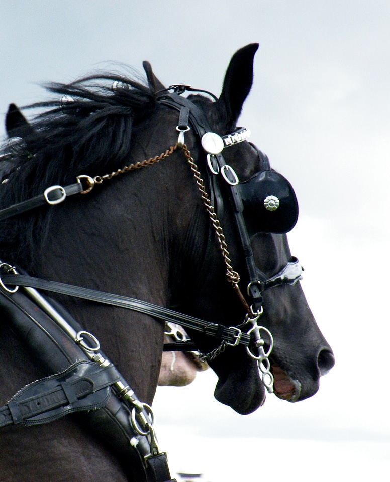 Horse head the horse animal
