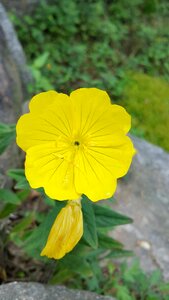 Potentilla fragarioides yellow flower wild plants