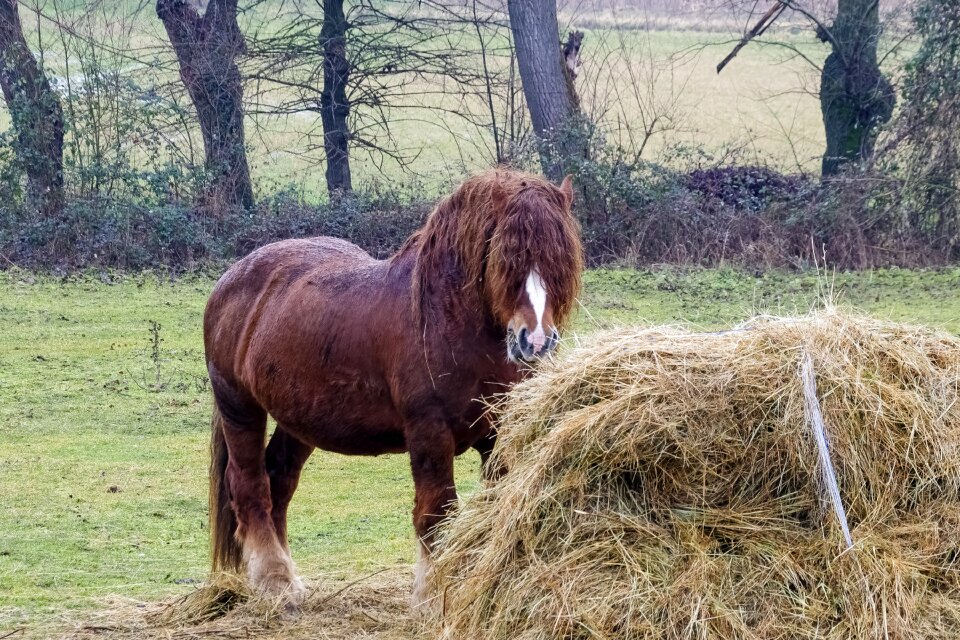 Horse horses animals