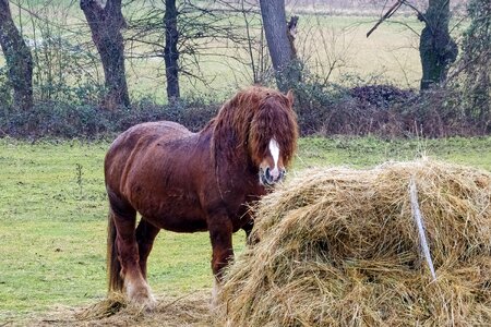 Horse horses animals