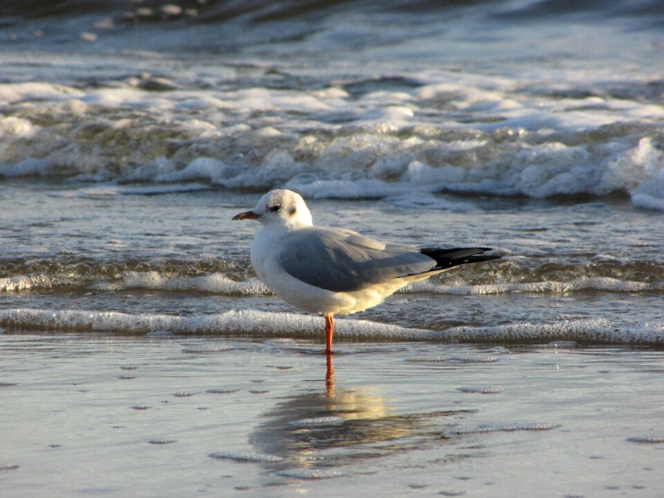 Light baltic sea bird