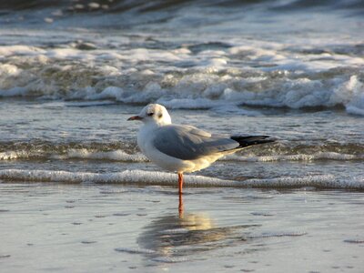Light baltic sea bird