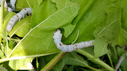 Mulberry insects pest