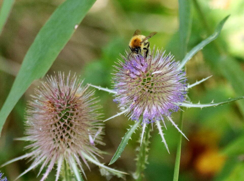 Plant nature flower