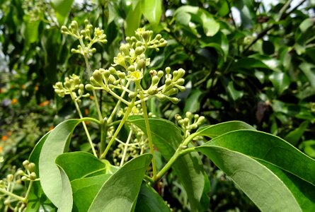 Cinnamomum verum tree spice photo