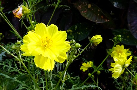 Sulfur cosmos yellow cosmos flora
