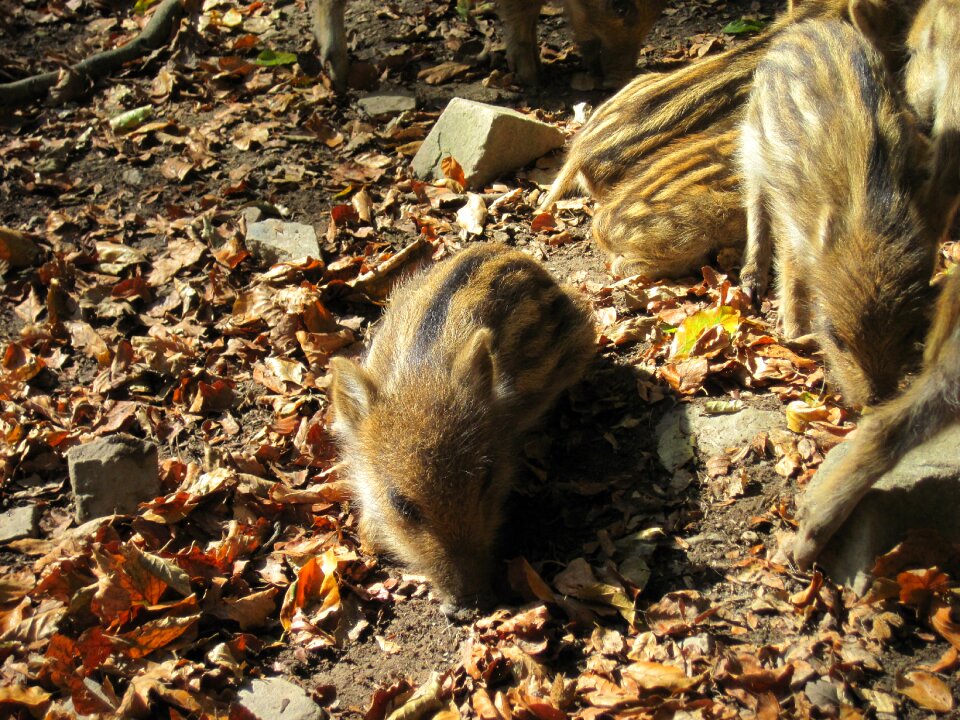 Nature forest mammal