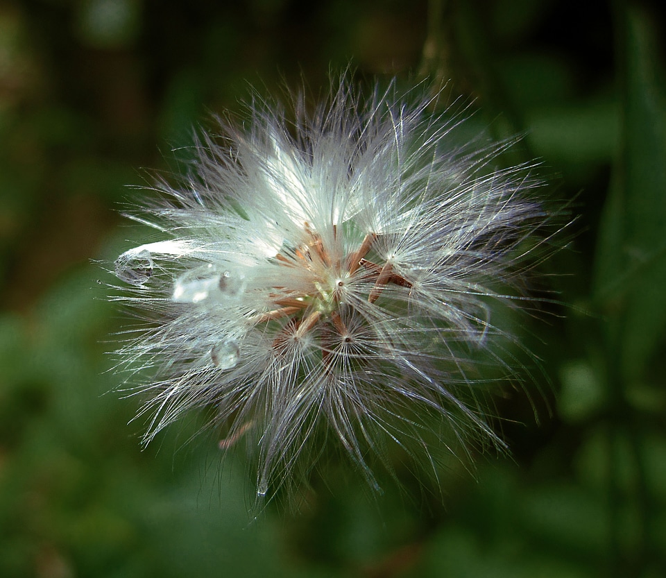 Green weed dandelion