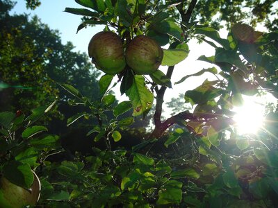 Apple apple tree morgentau