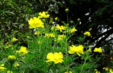 Sulfur cosmos yellow cosmos flora