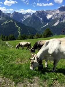 Landscape nature austria