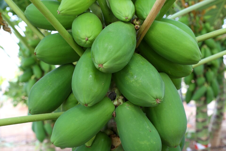 Tropical production agriculture
