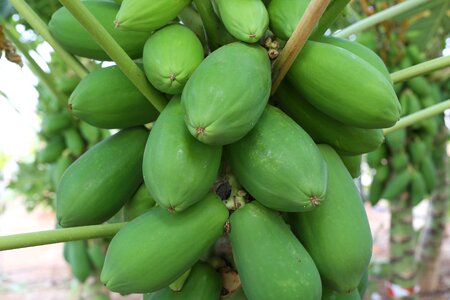Tropical production agriculture