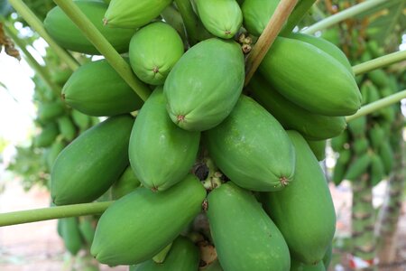 Tropical production agriculture photo