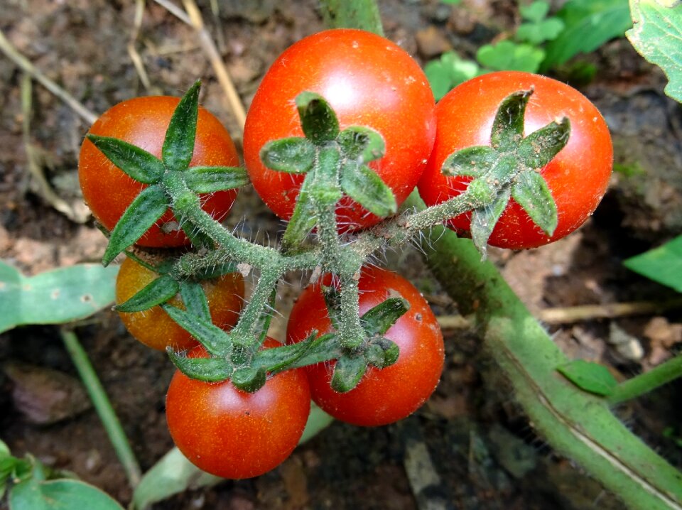 Fruit vegetable ripe