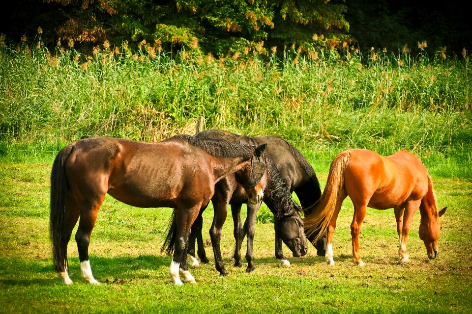 Ride farm wildlife