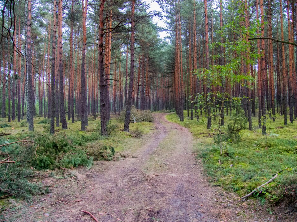 Way the road in the forest spacer