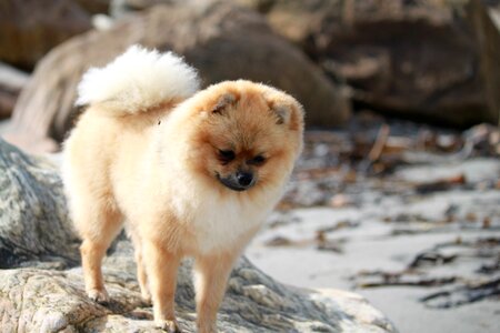 Dog breed fluffy photo