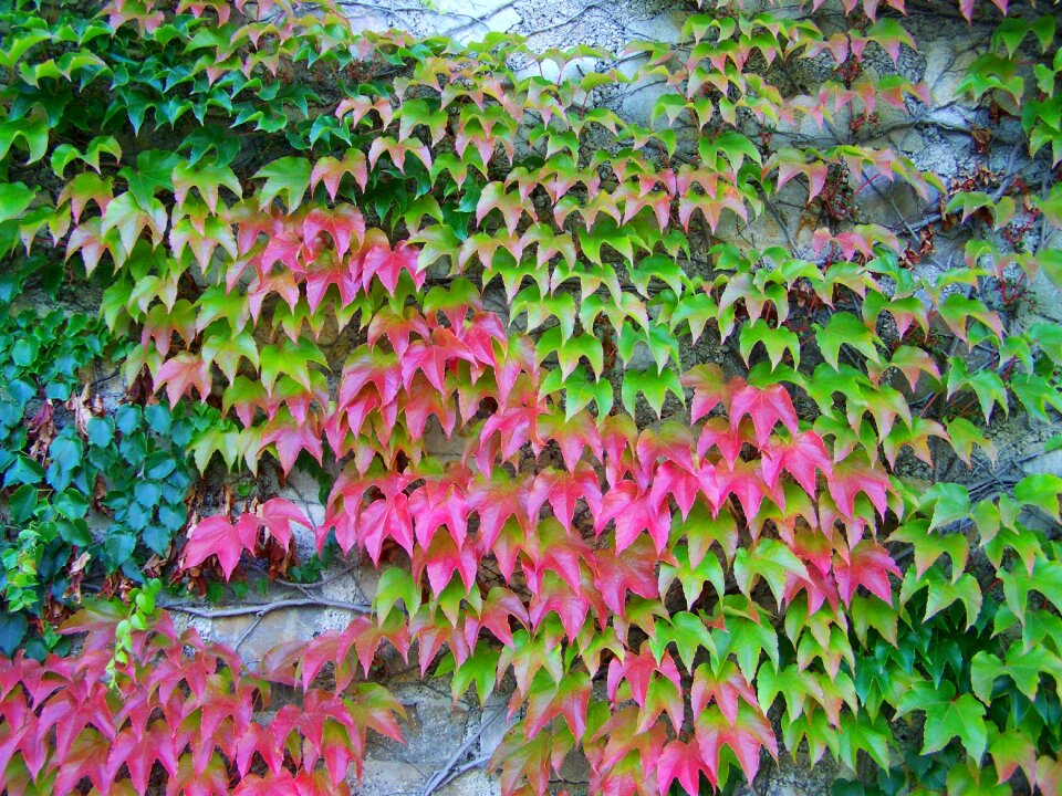 Wild grapes autumn colors climbing plants