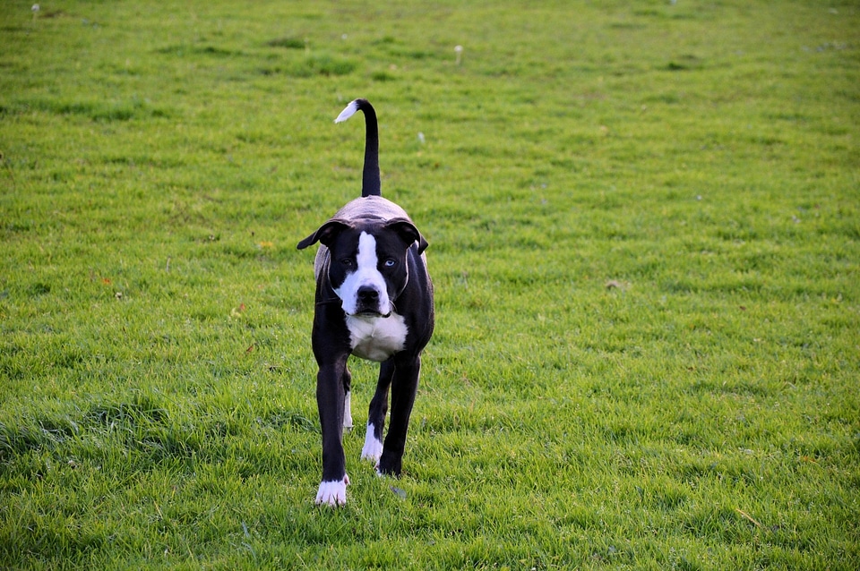 Puppy cute canine