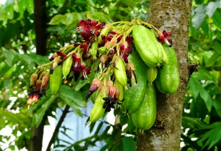 Averrhoa bilimbi cucumber tree tree sorrel photo