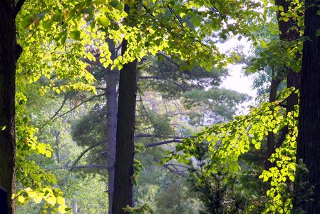 Yellow foliage tree