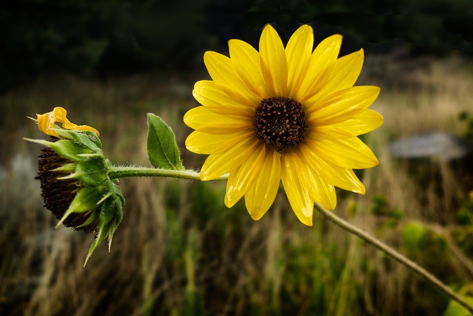 Nature flower yellow