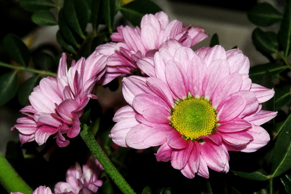 Bloom flower composites