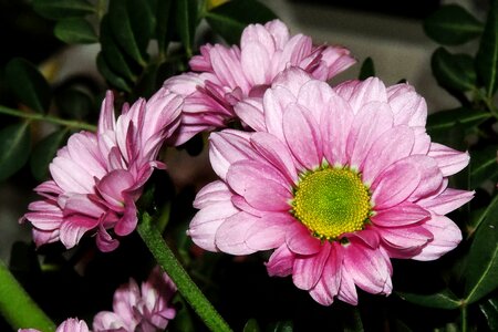 Bloom flower composites photo