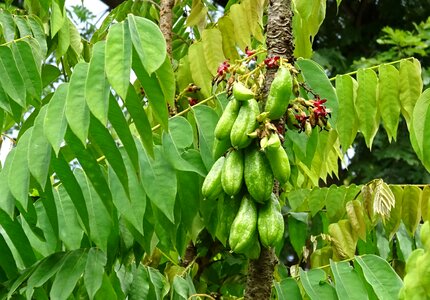 Averrhoa bilimbi cucumber tree tree sorrel