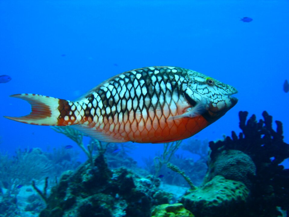 Sea water tropical
