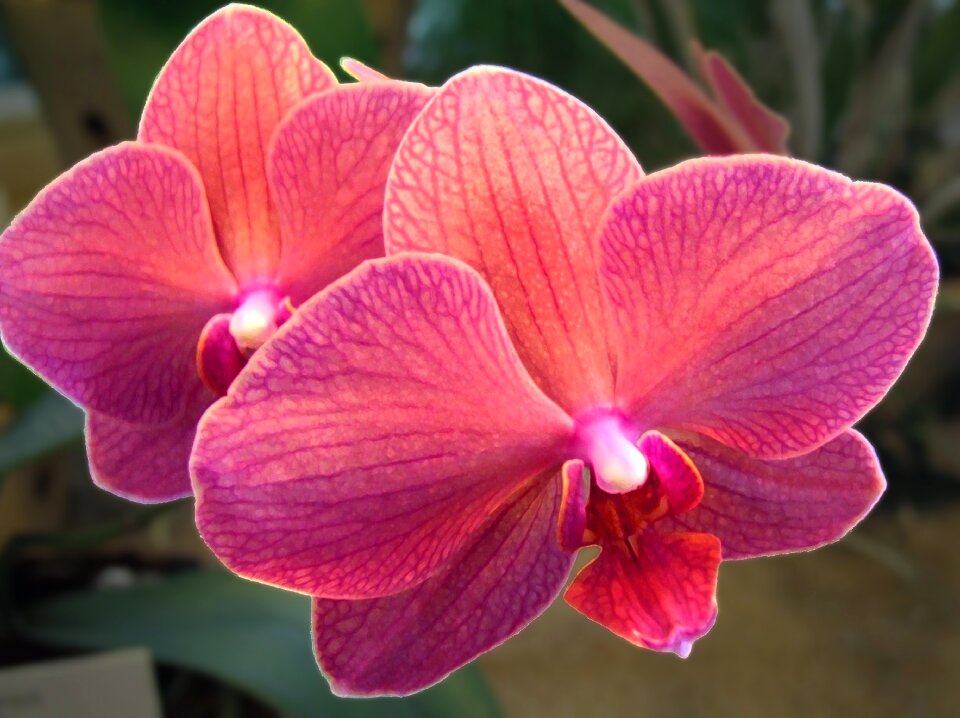 Plant decorative inflorescence