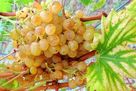 Beady green winegrowing