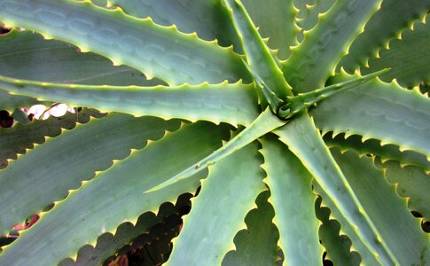 Agave prickly sharp
