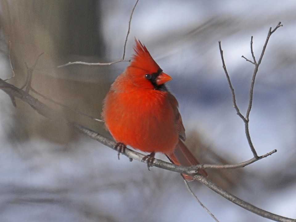 Red winter branch photo