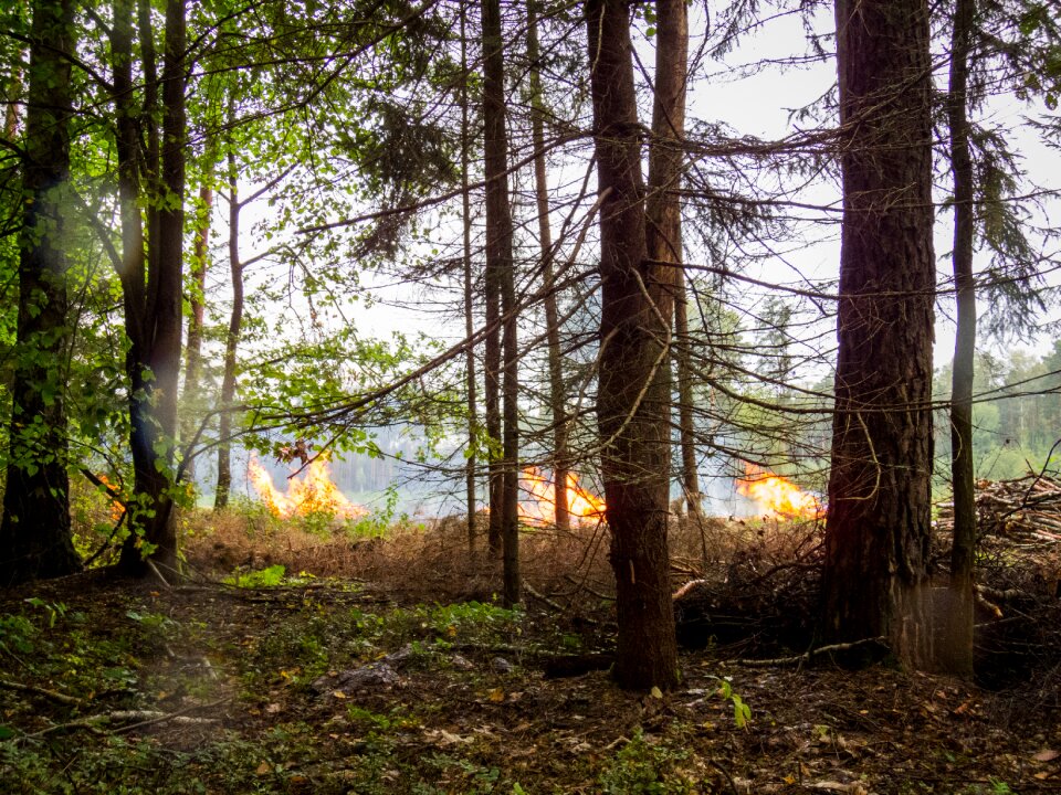 Flames tree branches
