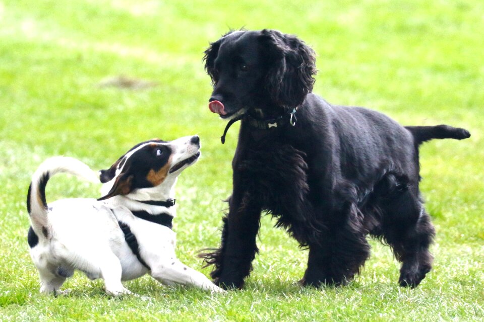 Dog cocker play with me