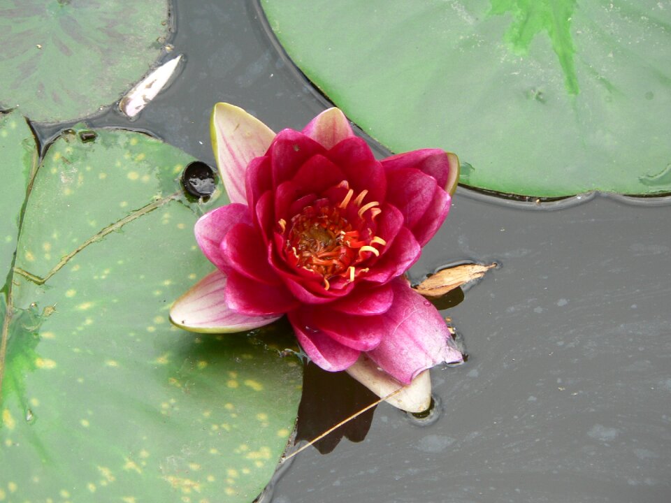 Nature water lilies beauty