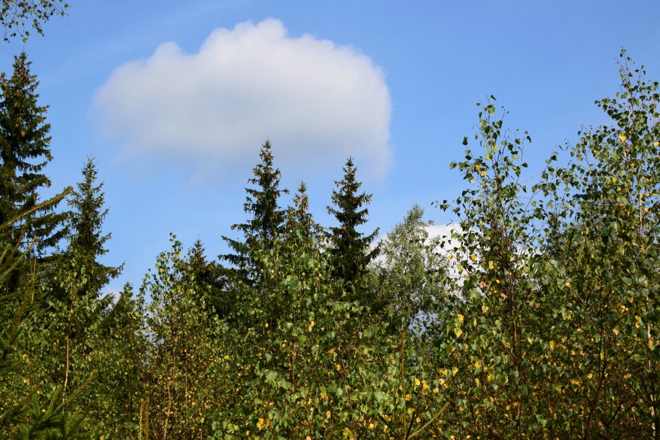 Autumn panorama nature