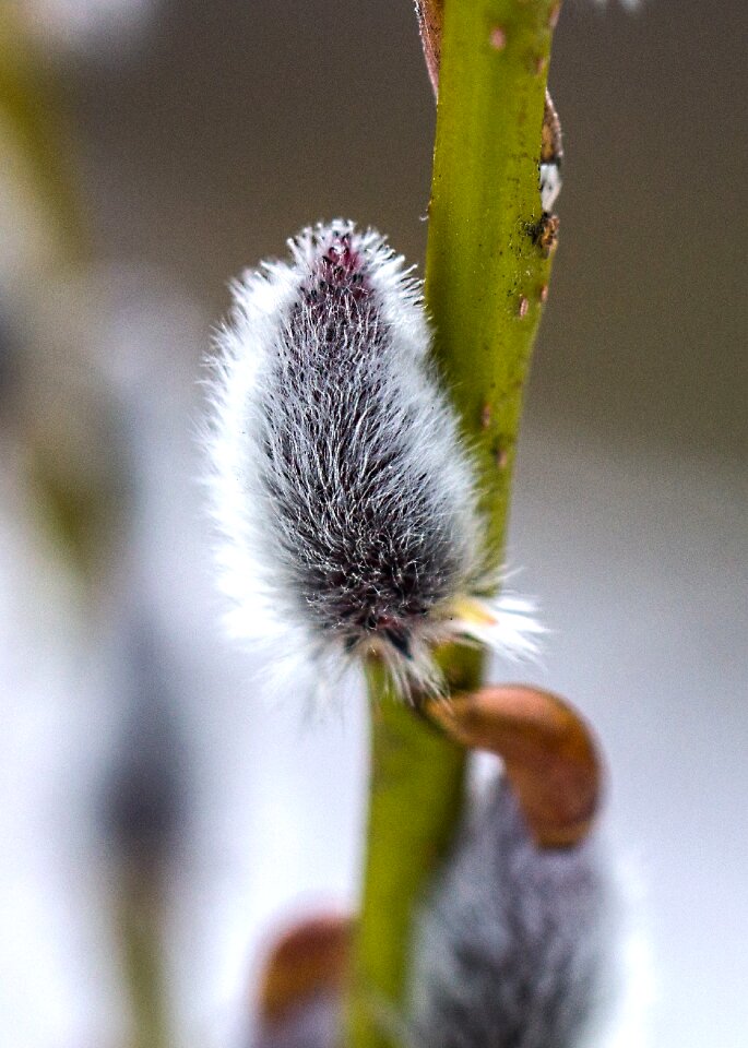 Furry plant flower