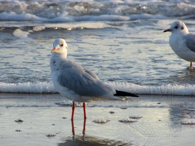 Bird water water bird photo